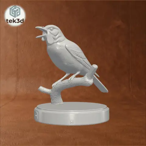 White Bellbird: The Voice of the Rainforest 3D Model